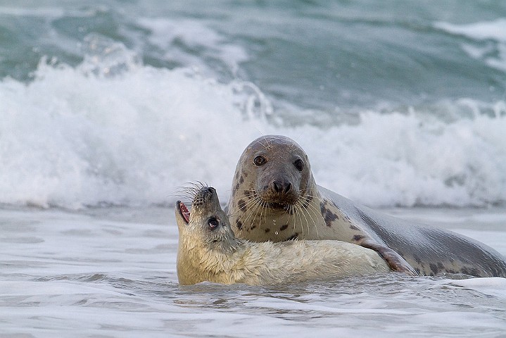 Kegelrobbe Halichoerus grypus